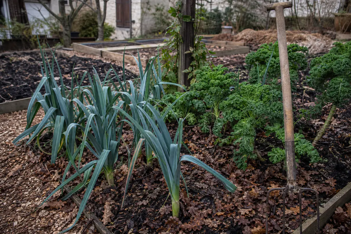 Potager français en hiver, planches couvertes de feuilles et de compost sous une lumière froide du matin