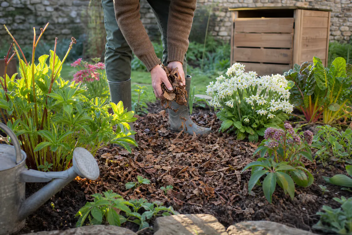 Jardinier paillant un massif fleuri dans un jardin français, avec arrosoir et compost mûr à proximité