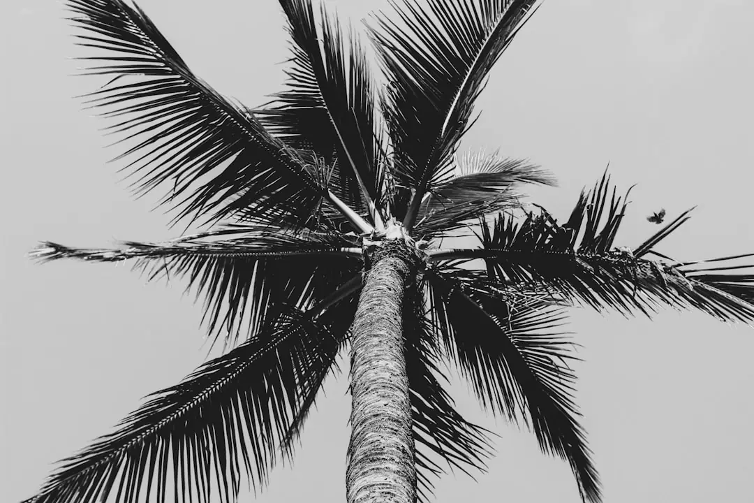 Palmes de Trachycarpus percées en lignes et déjections brunes révélant une attaque de Paysandisia archon