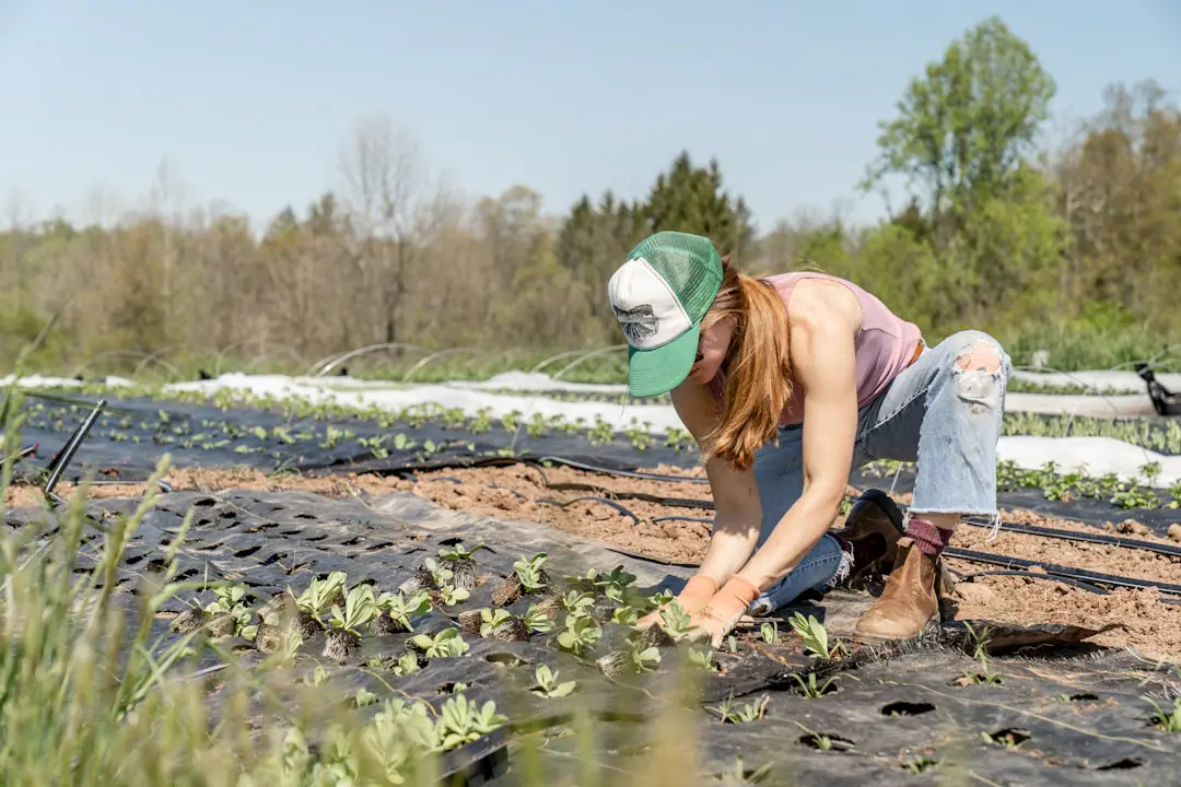 Potager familial paillé sous un voile d’ombrage léger, avec arrosage au pied des tomates en été