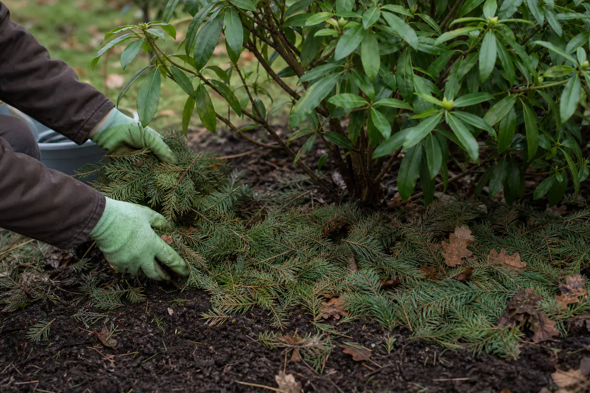 Aiguilles de sapin naturel étalées en paillage au pied d’un rhododendron dans un jardin français d’hiver