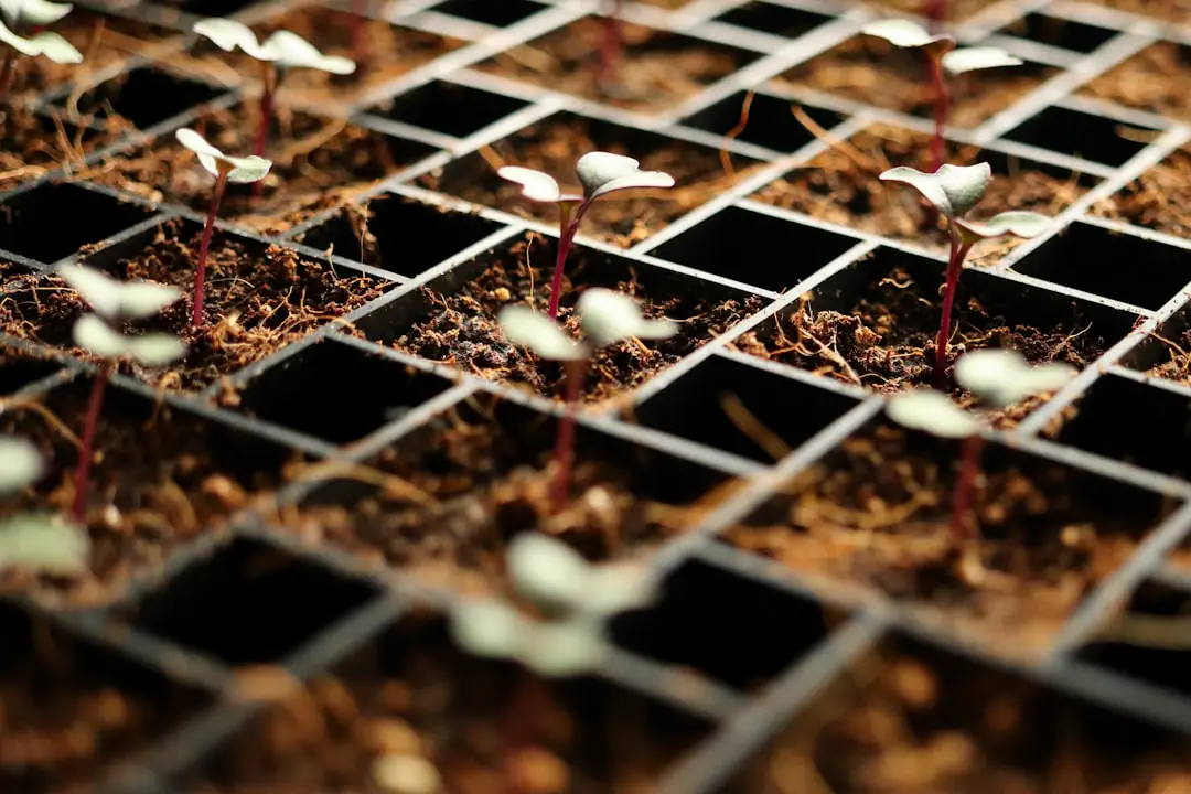 Jeunes chicorées semées en lignes sous un ombrage léger dans un potager français pendant une forte chaleur estivale.