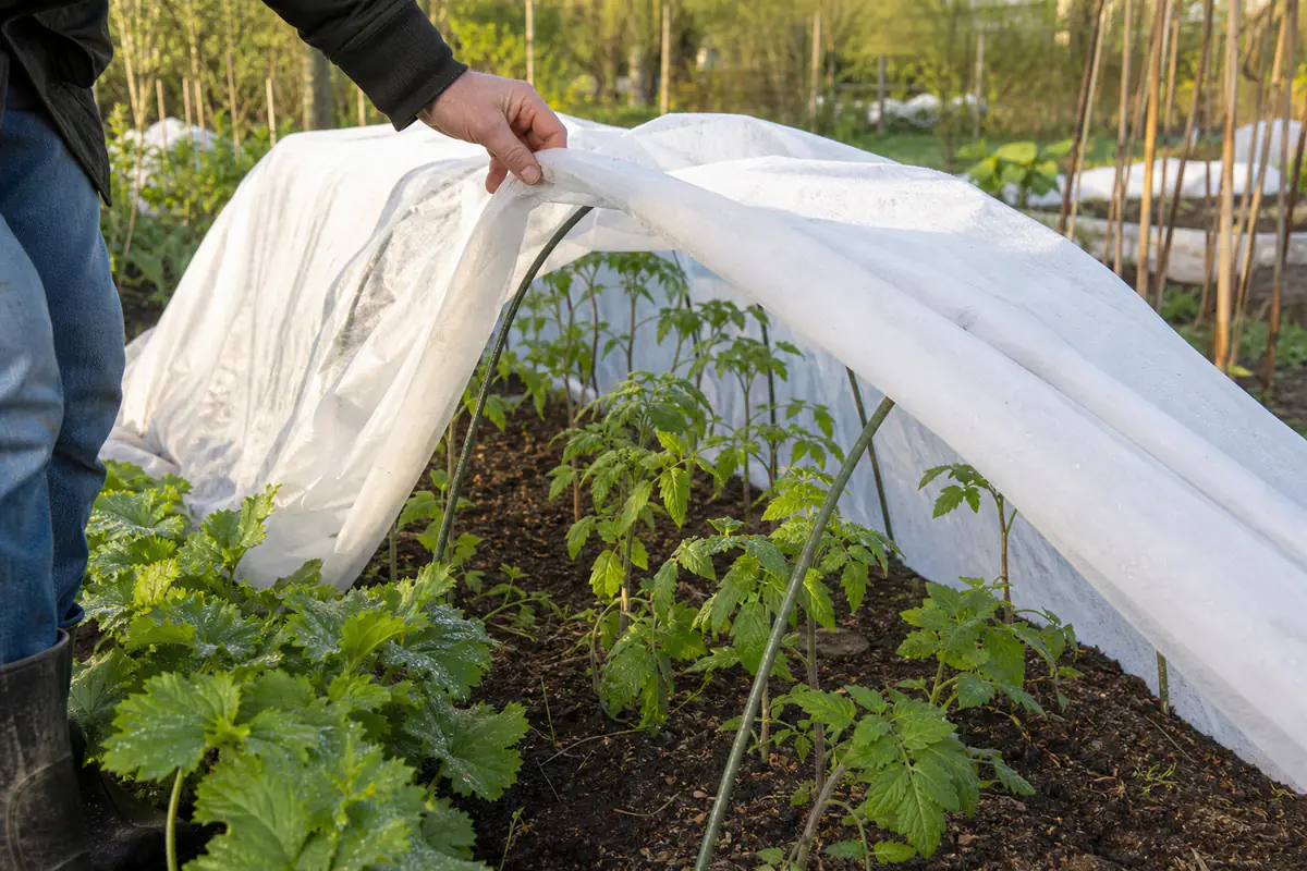 Jeunes plants de tomates sous voile de protection dans un potager français après une nuit froide de printemps