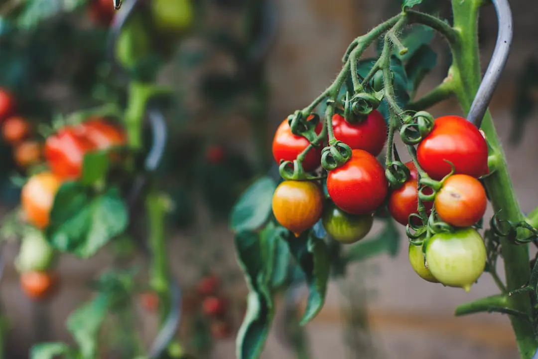 Jardinier triant des flacons de produits de jardin anciens avant leur dépôt en collecte spécialisée, dans un potager paillé.