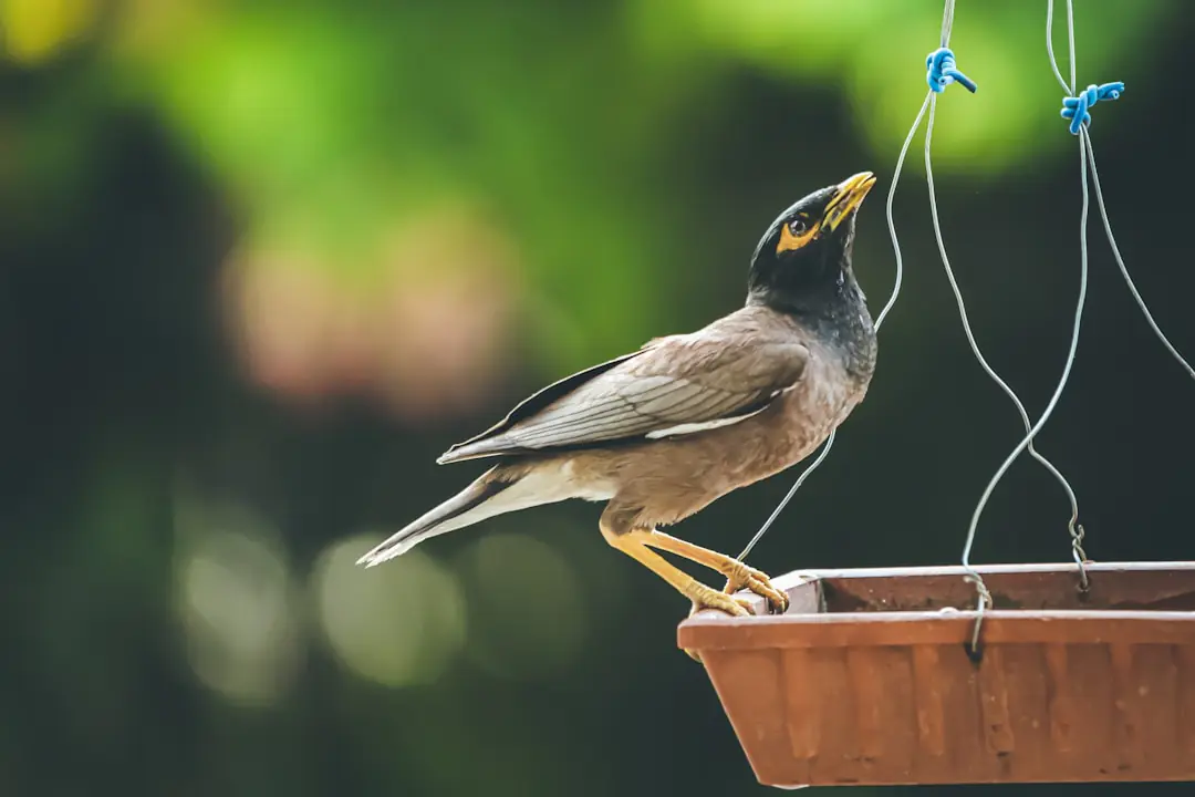 Jardin du Nord avec haie champêtre, bain peu profond et mangeoire accueillant plusieurs petits oiseaux