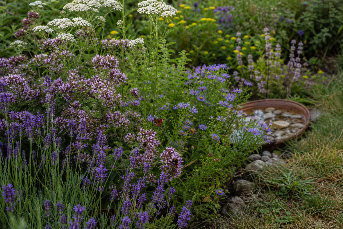 Massif fleuri naturel avec lavande, asters et aromatiques visitées par des abeilles sauvages au soleil
