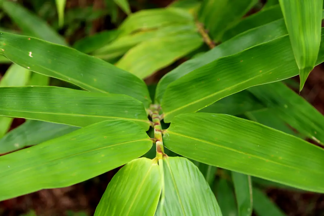 Massif ombragé du Sud avec hedychiums aux grandes feuilles et paillage organique au pied des plantes