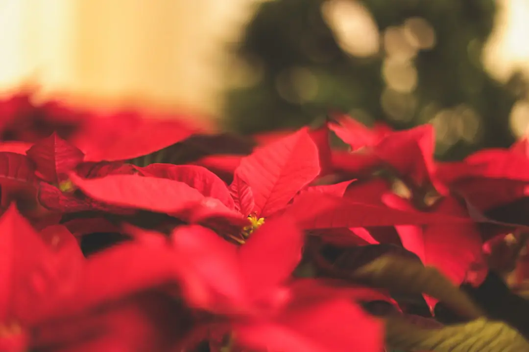 Poinsettia aux bractées rouges éclatantes près d’une fenêtre lumineuse dans un salon français chaleureux