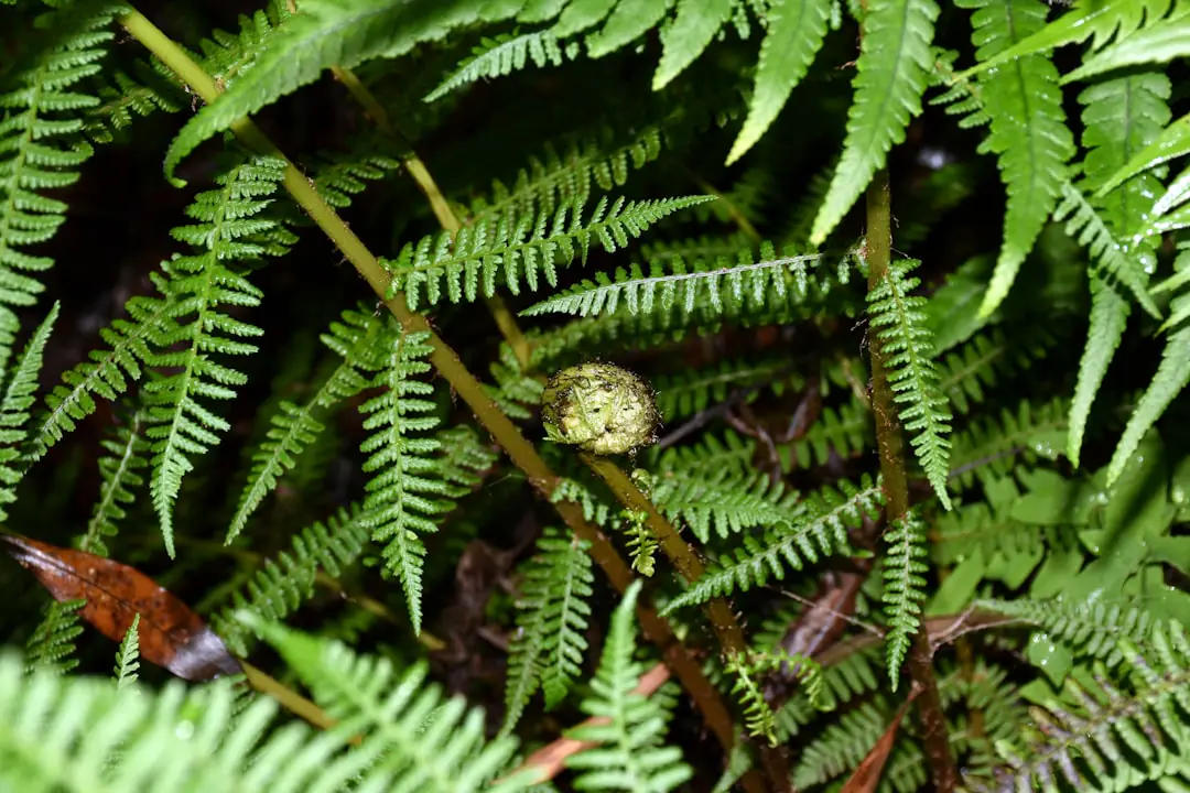 Massif de fleurs annuelles semées en mélange dans un jardin français avec cosmos, nigelles et bleuets
