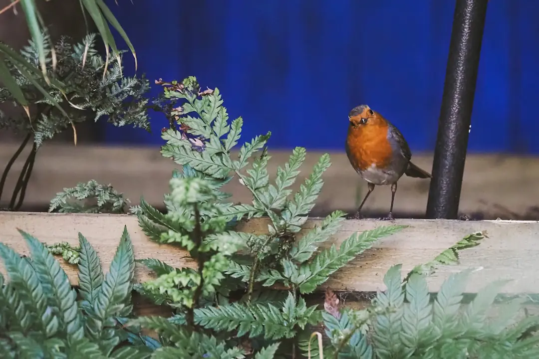 Haie champêtre diversifiée avec abreuvoir peu profond où se posent plusieurs petits oiseaux dans un jardin français