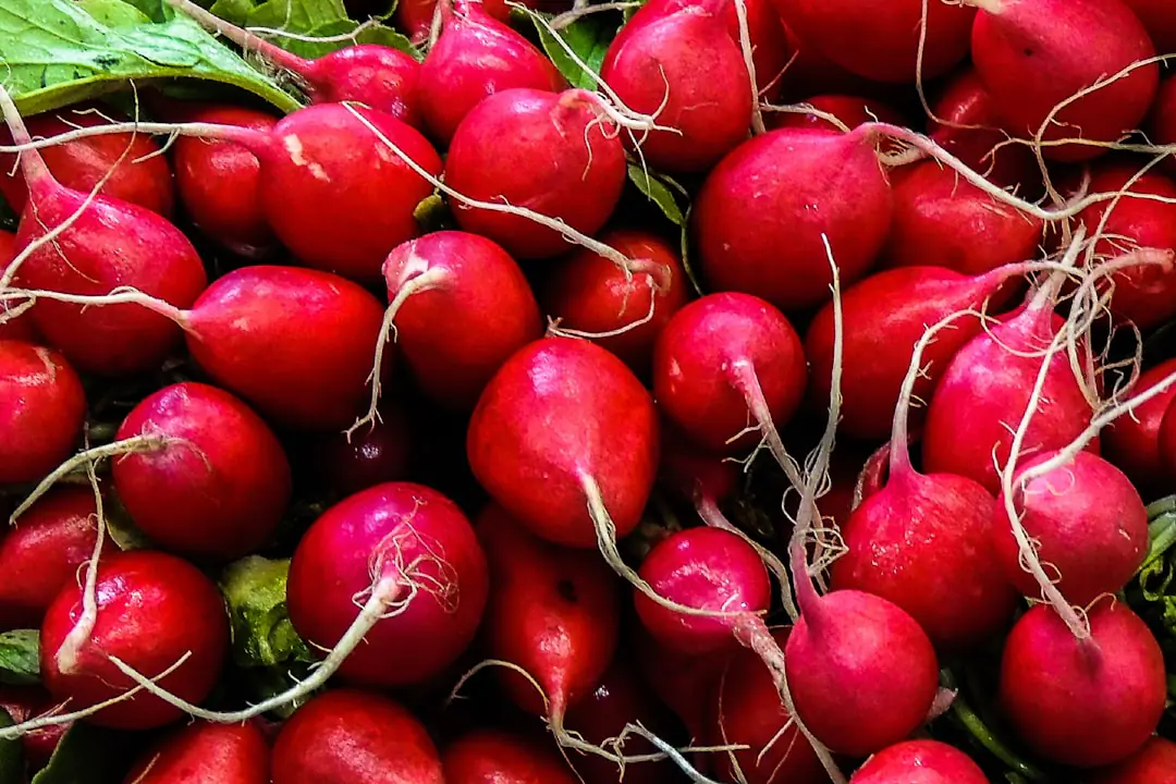 Rang de radis ronds en croissance sous un léger voile d’ombrage dans un potager français estival