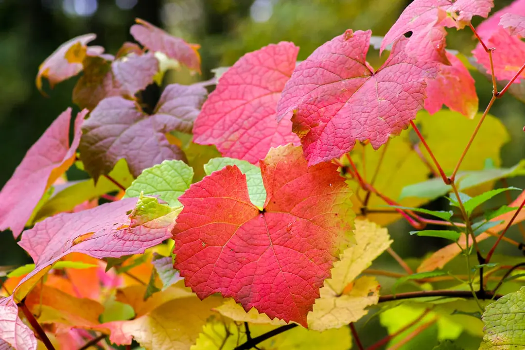 Potager de vallée en automne, rangs de mâche paillés et voile de protection posé avant une nuit de gel