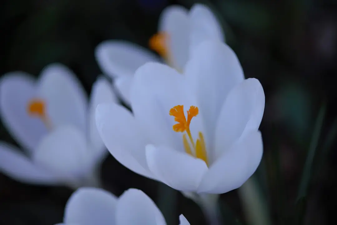 Jardinier ameublissant un carré potager au début du printemps parmi vivaces conservées et semis protégés