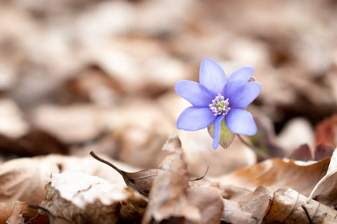 Fleurs violettes d’hépatique émergeant d’un tapis de feuilles sous un arbuste caduc en jardin français