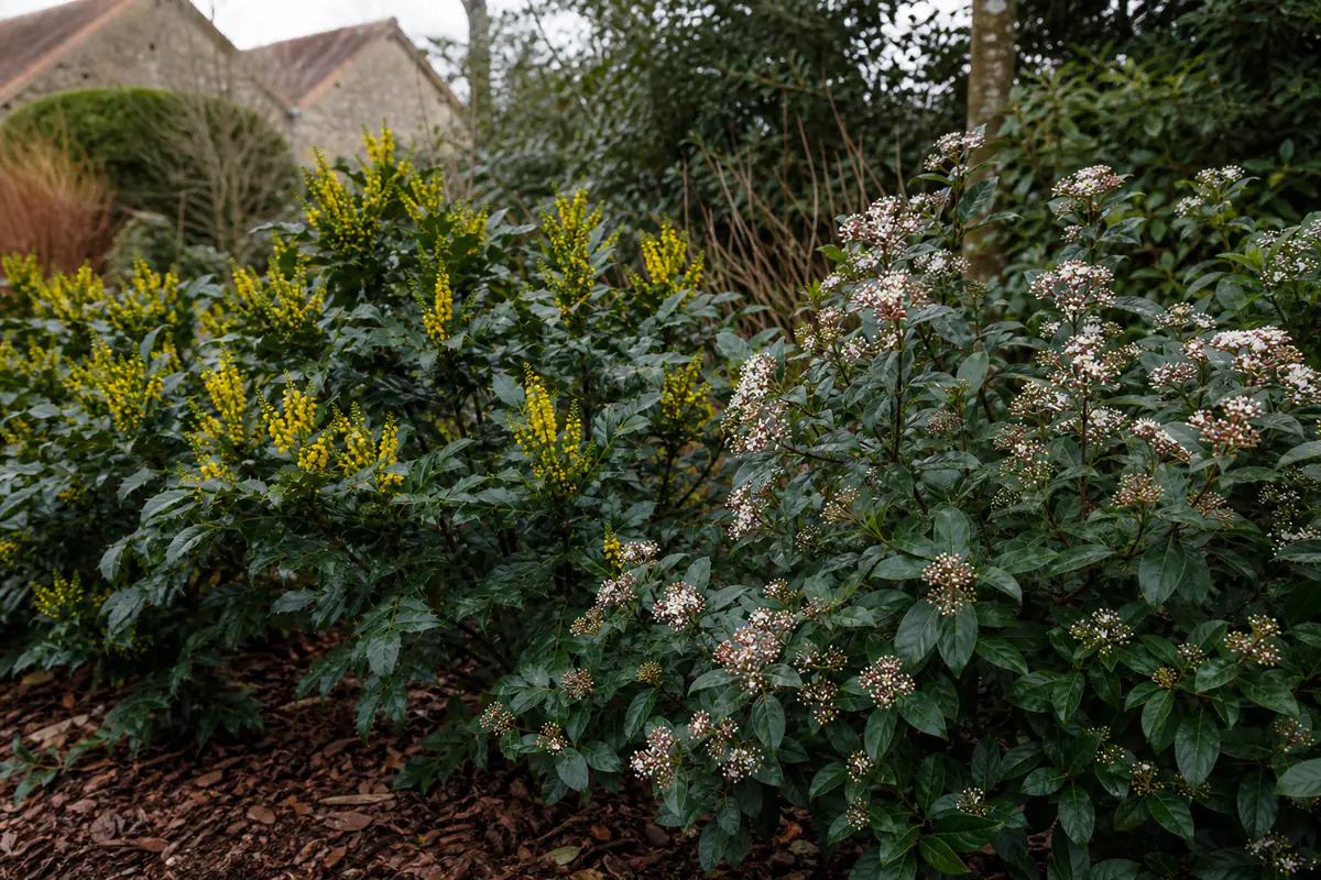Mahonia ‘Charity’ jaune et viorne tin fleurie dans un jardin français lumineux en plein hiver