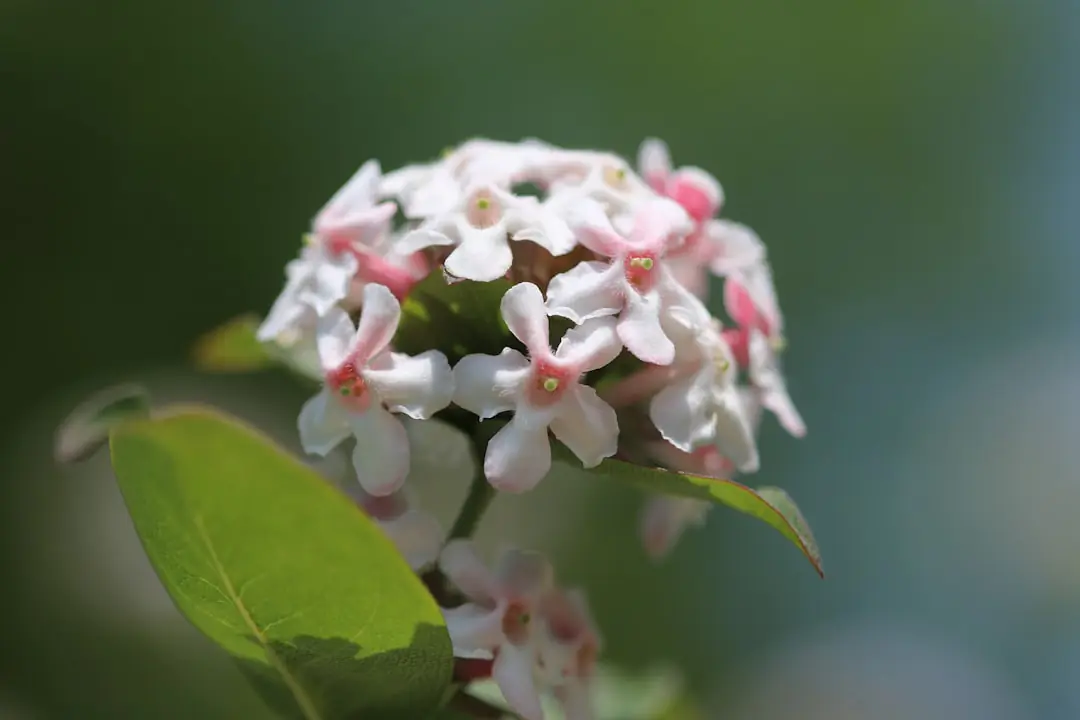Abélia couvert de petites fleurs blanc rosé devant une terrasse dans un jardin français baigné de soleil