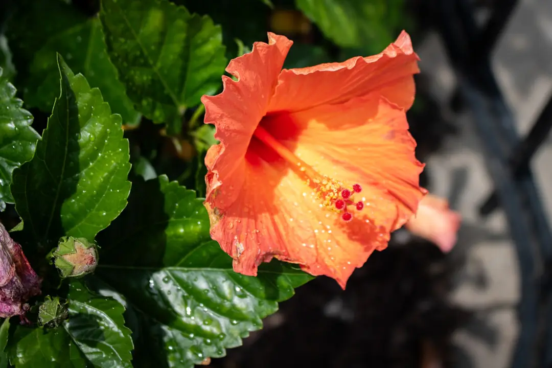 Jardinier taillant des fleurs fanées de rosier et de lavande dans un jardin français en plein été