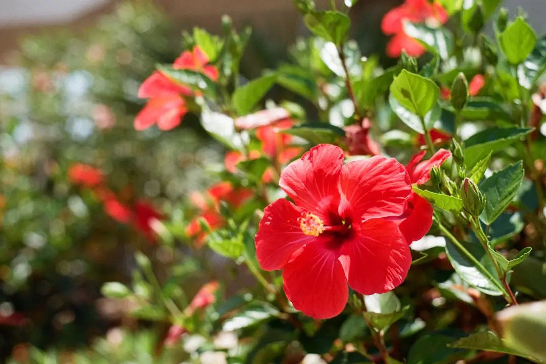 Grand hibiscus herbacé rose aux fleurs géantes dans un massif ensoleillé de jardin français