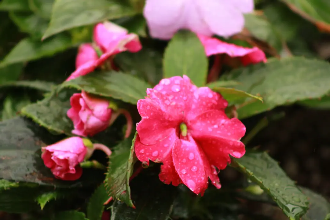 Capsule mûre d’une impatiens de jardin se repliant en cinq valves au contact d’un doigt