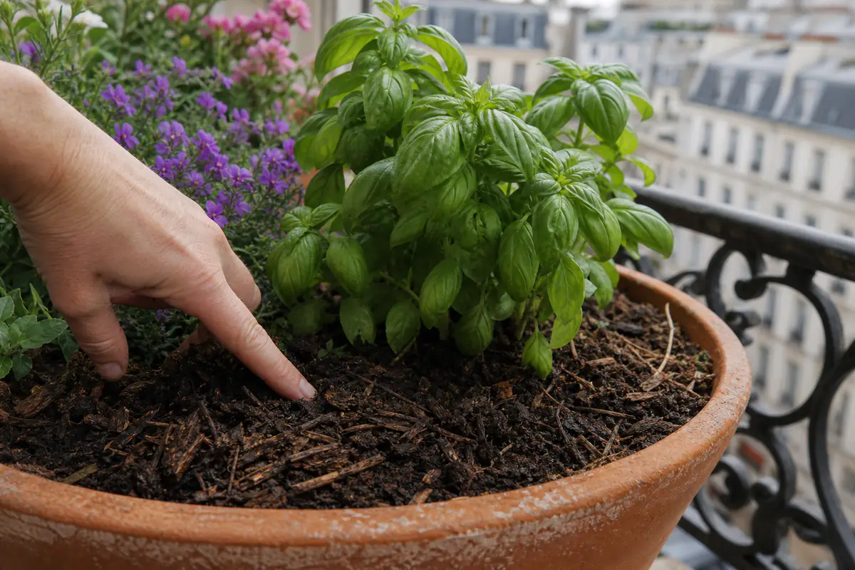 Jardinière en terre cuite avec terreau sombre, paillage végétal et jeunes plantes de balcon bien hydratées