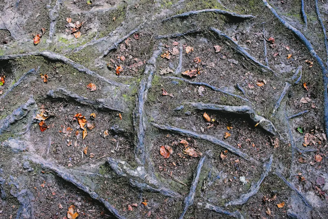 Jardinière de balcon avec terreau aéré, paillage végétal et jeune plant dans une lumière matinale douce