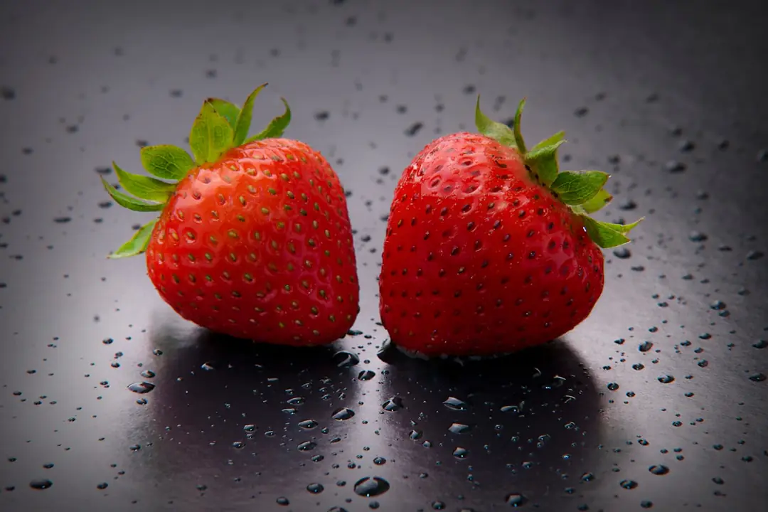 Jeune stolon de fraisier enraciné dans un petit pot près du pied-mère dans un potager familial