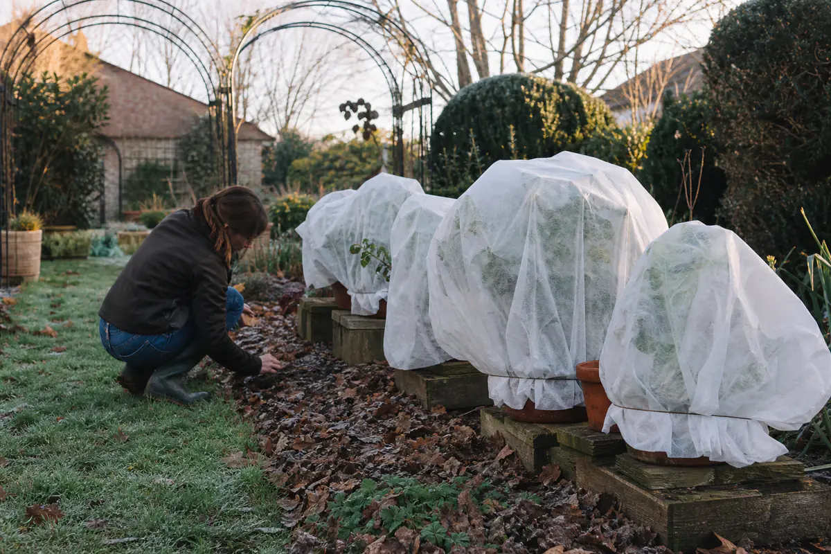 Jardin français en hiver avec massifs paillés, pots protégés par voile et feuilles saines sous une haie