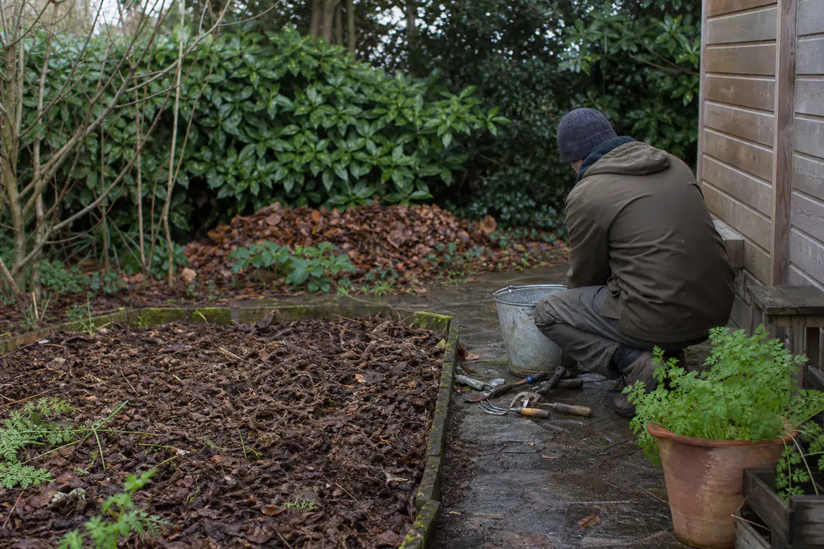 Jardin familial en décembre avec potager paillé, feuilles triées, outils propres et arbustes protégés du froid