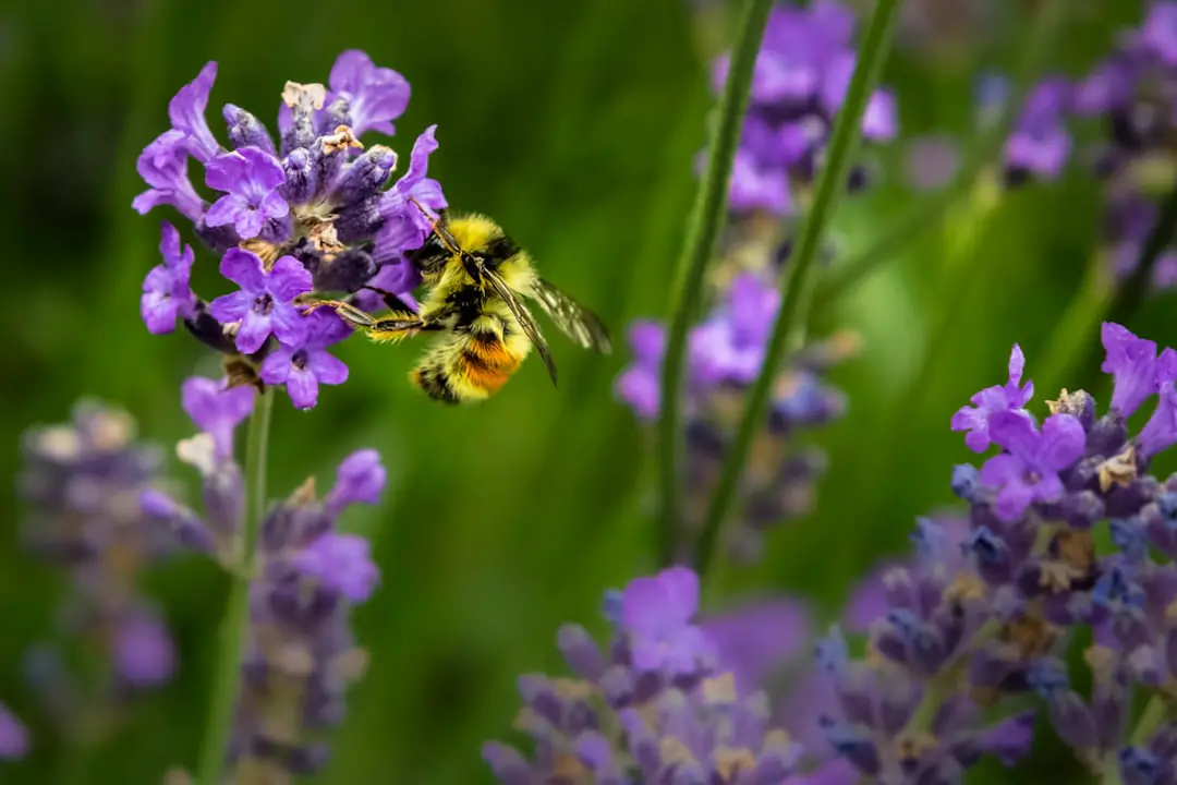 Abeille butinant un aster violet dans un jardin français d’automne aux vivaces encore fleuries