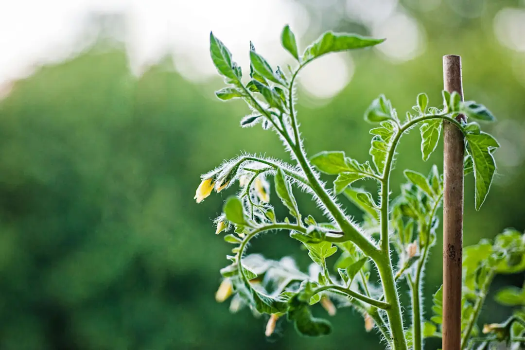 Jardinier pinçant un jeune gourmand sur un plant de tomate palissé dans un potager français ensoleillé.