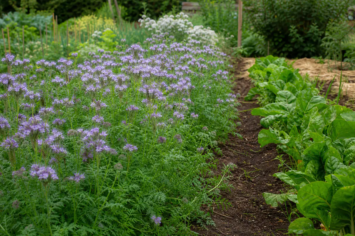 Parcelle de potager français couverte de phacélie en fleurs, rangs de légumes et sol vivant préservé