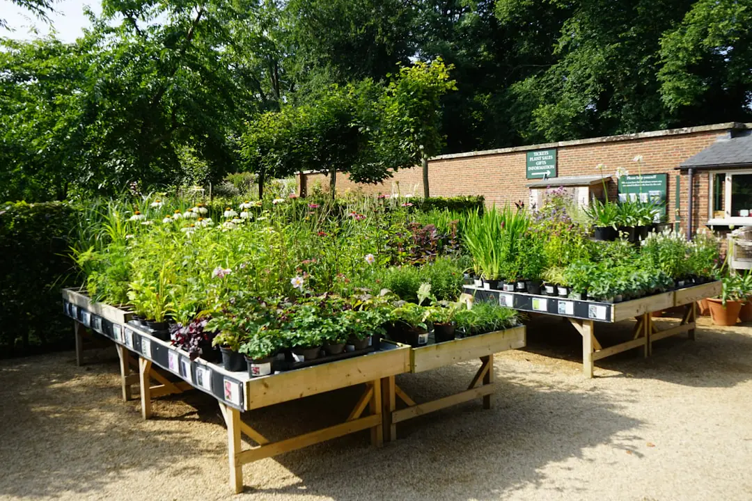 Jardinière préparant des cagettes réemployables de plants potagers pour un retrait local organisé