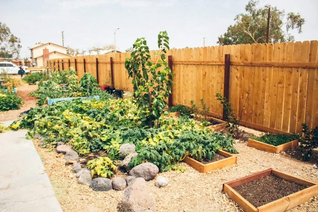 Potager français paillé avec oyas, fleurs mellifères et légumes grimpants sous une lumière naturelle douce