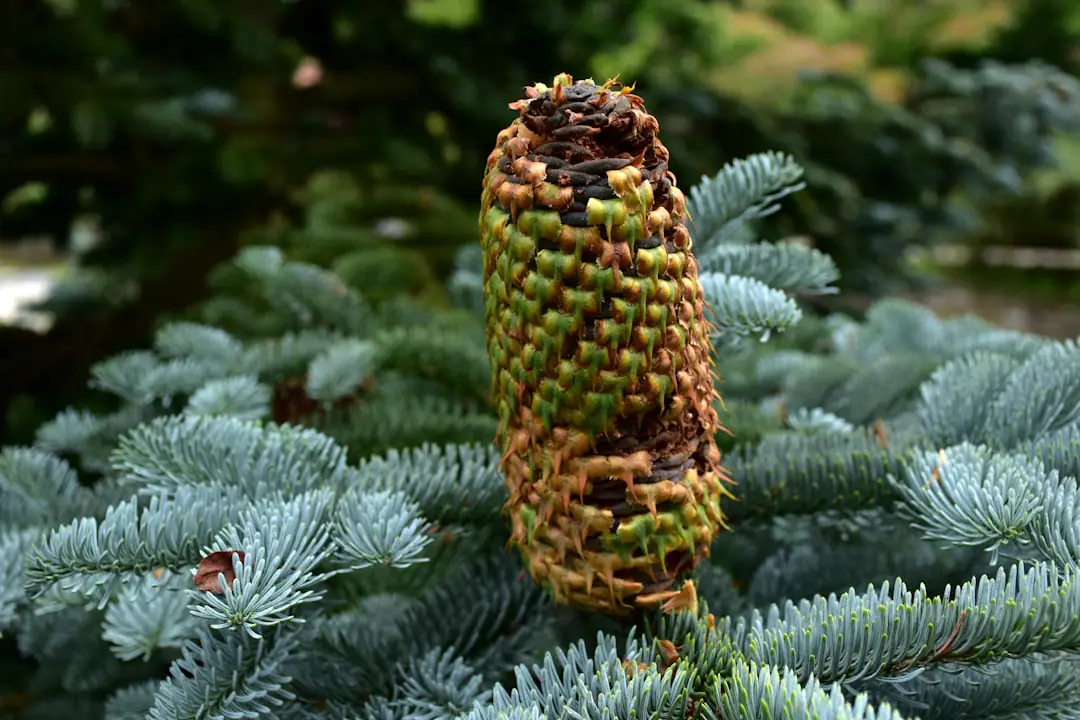 Couronne de Noël naturelle composée de pin, cornouiller rouge et pommes de pin sur une porte française en bois