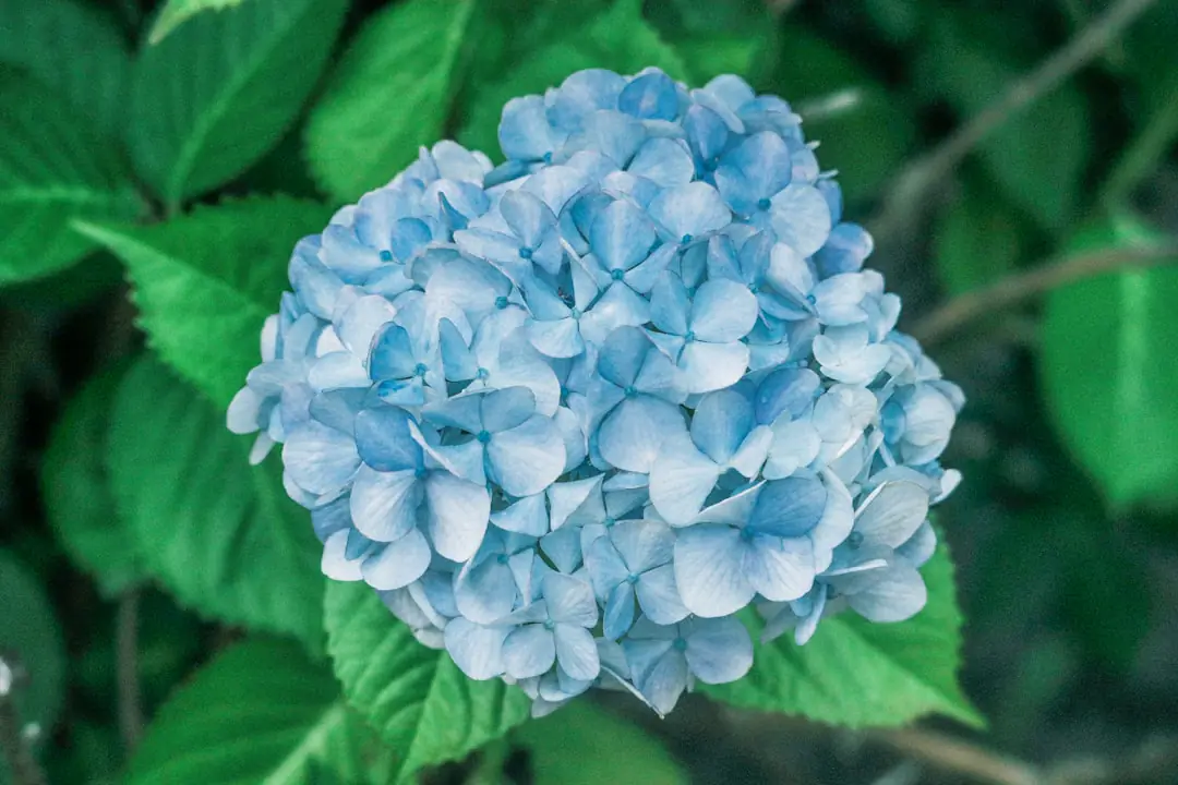 Hortensia blanc planté à mi-ombre dans un jardin français, avec paillage organique visible au pied