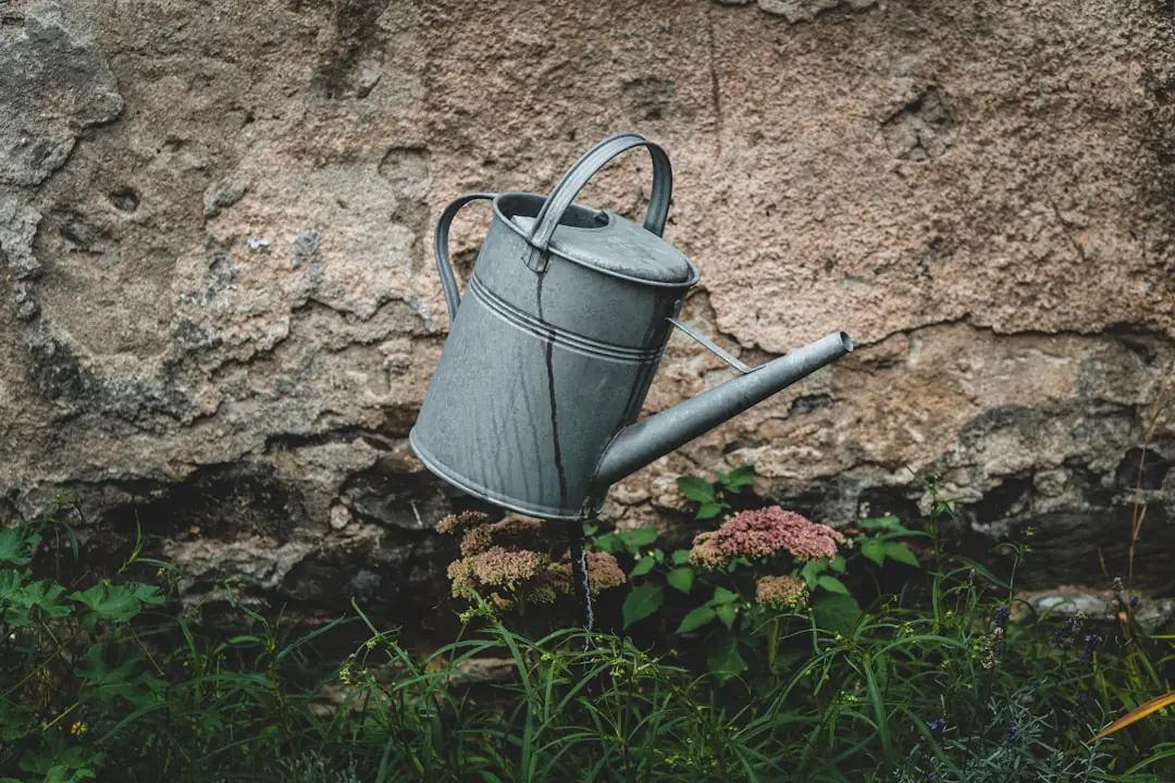 Jardinier arrosant au pied de tomates paillées dans un potager français au matin avec un arrosoir métallique.