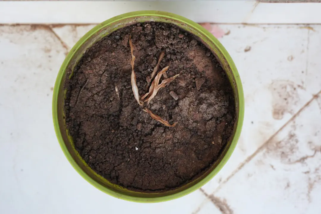 Jardinier desserrant délicatement les racines d’un plant en godet avant plantation dans une terre ameublie