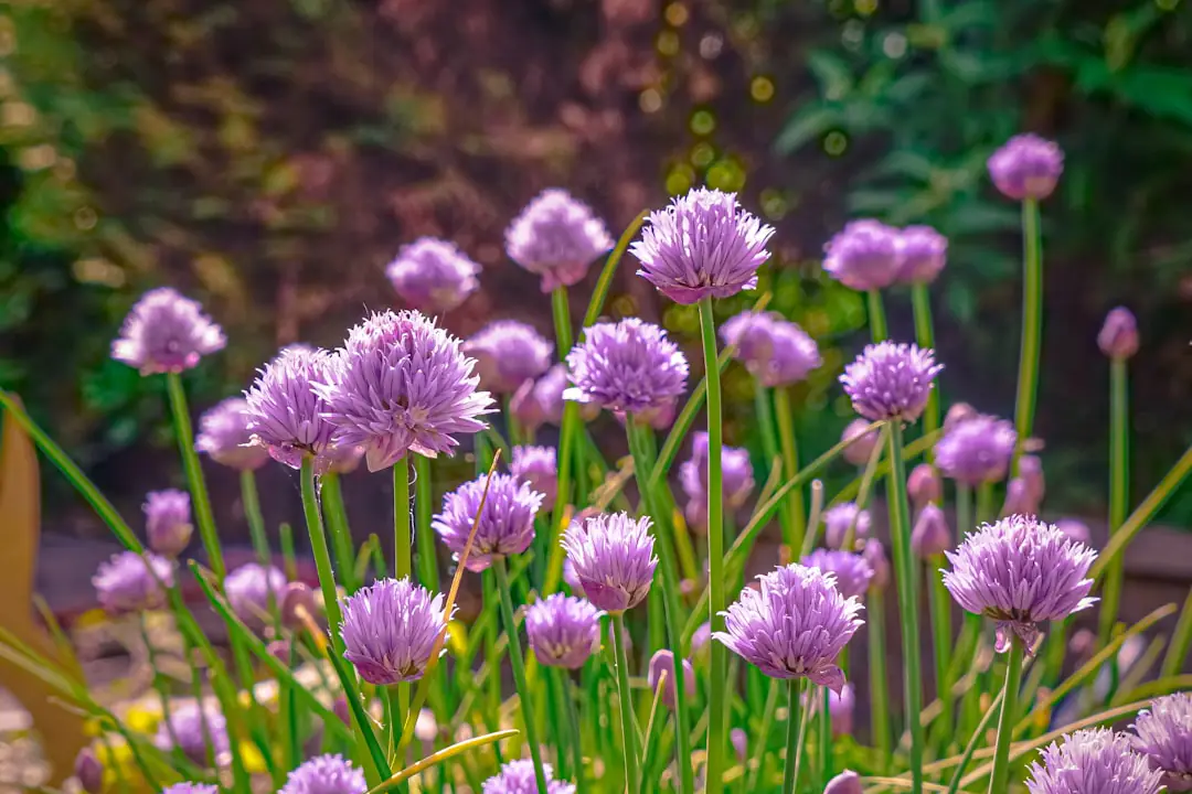 Main récoltant des capucines, soucis et fleurs de bourrache dans un potager fleuri avec panier en osier