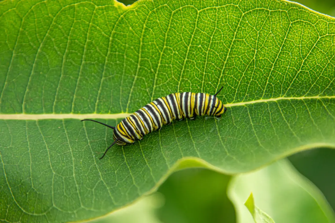 Gros plan naturel sur une chenille verte dans une feuille de pommier roulée par des fils de soie