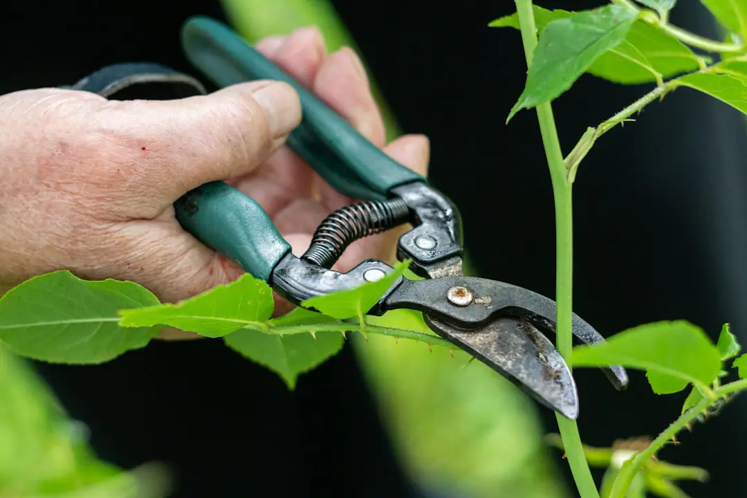 Jardinière réglant un arrosage goutte-à-goutte dans un potager paillé et fleuri, avec capteur d'humidité du sol