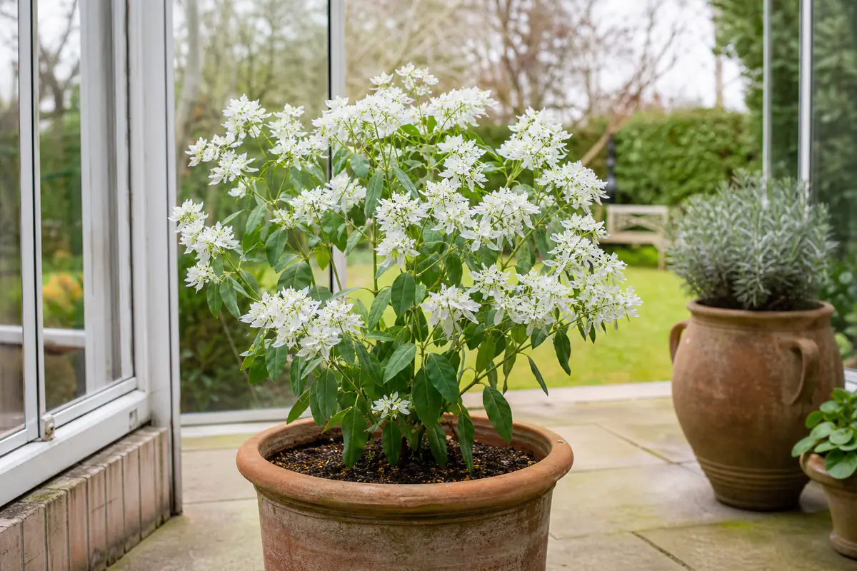 Euphorbia leucocephala en grand pot, couverte de bractées blanches dans une véranda de jardin lumineuse