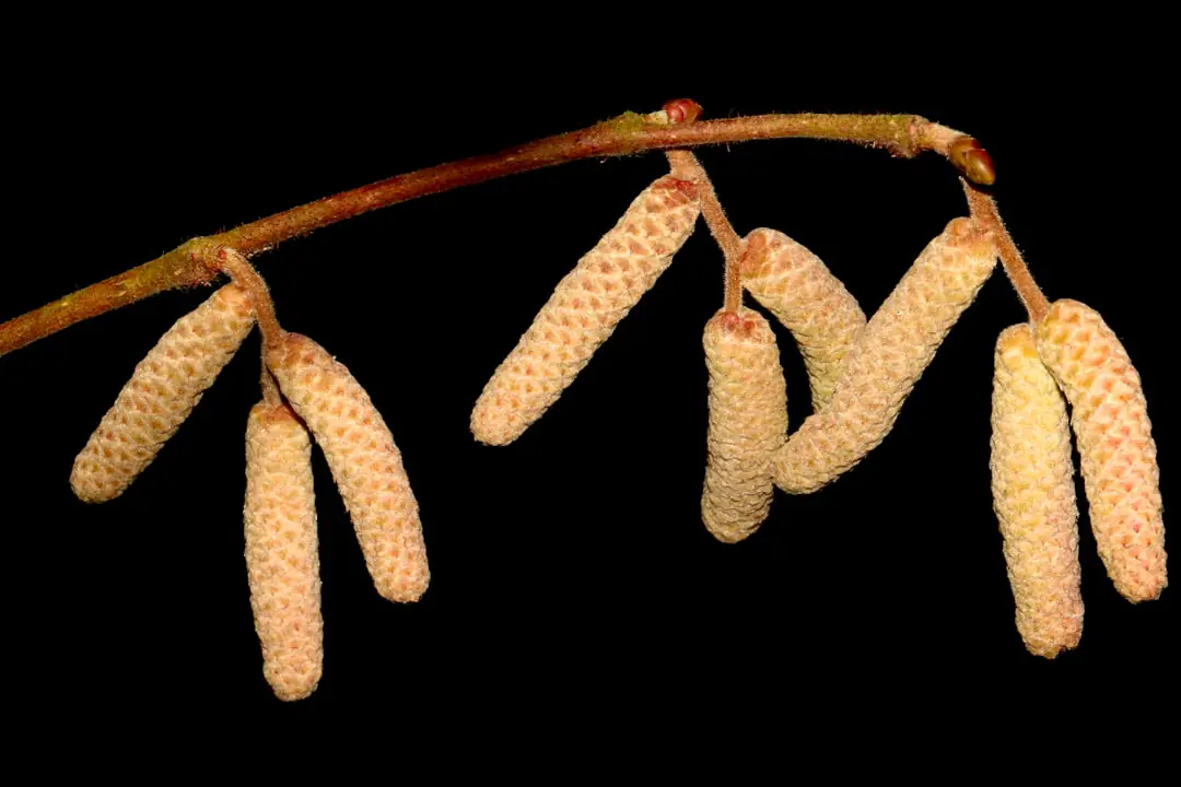Chenille nocturne lisse sur une feuille de salade grignotée dans un potager familial au crépuscule