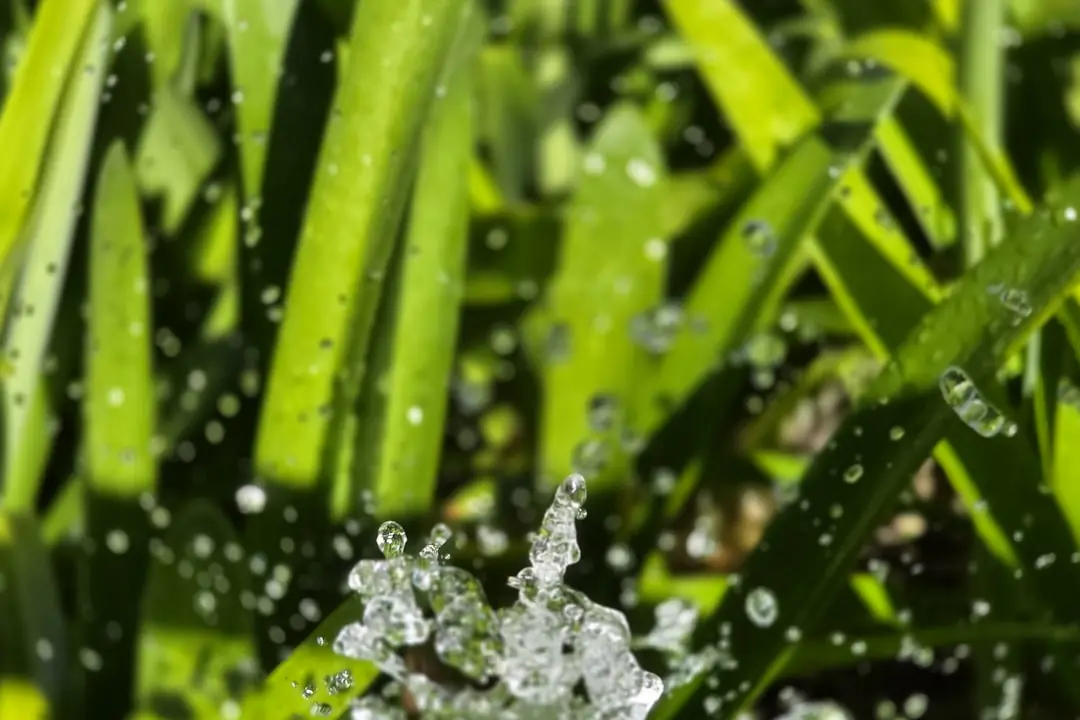 Projection de gazon liquide sur une terre préparée dans un jardin français, avec talus et arrosage fin
