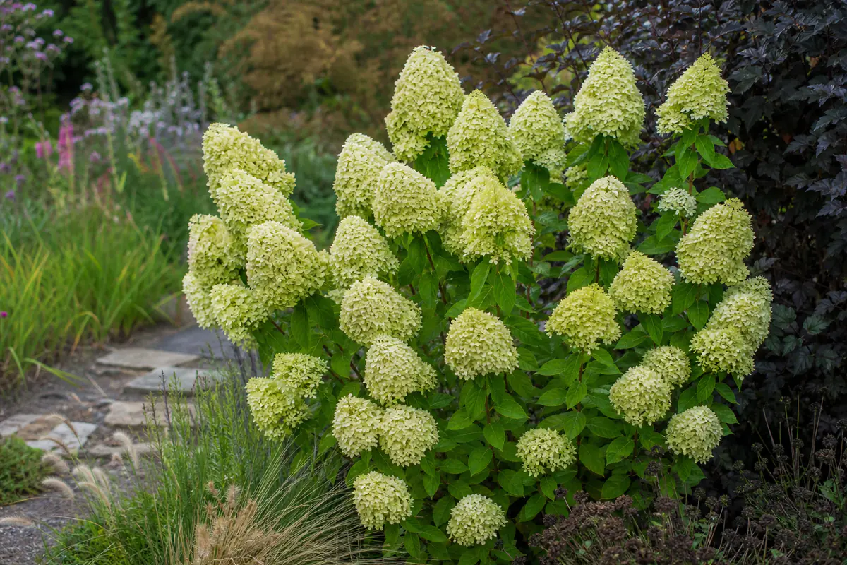 Hydrangea paniculé Limelight Prime en fleurs, aux panicules vert citron puis crème, dans un massif de jardin