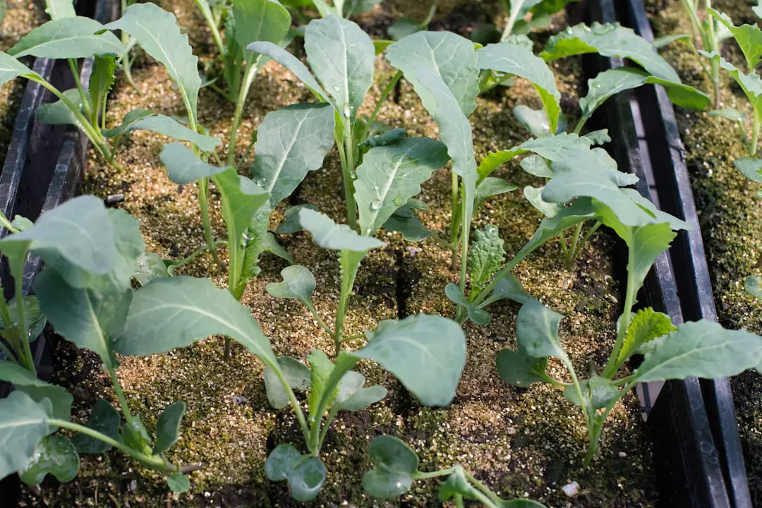 Main de jardinier semant des graines de carotte en sillons fins dans un potager français au printemps.