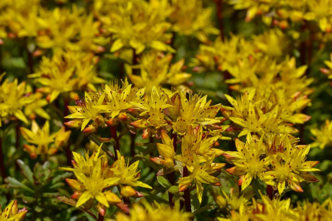 Sédums couvre-sol et grands sédums fleuris dans une rocaille ensoleillée d’un jardin français sec