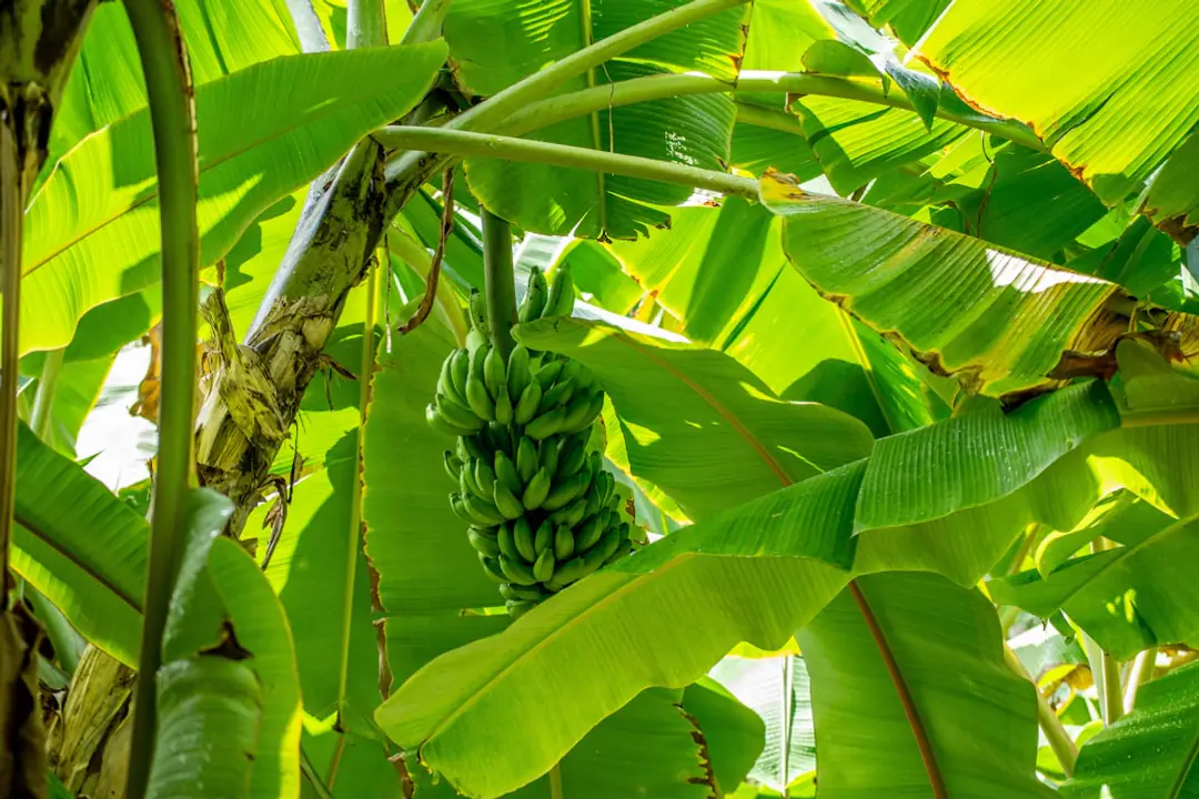 Jeune pommier palissé dans un jardin français, paillé au pied et entouré de fleurs mellifères au printemps.