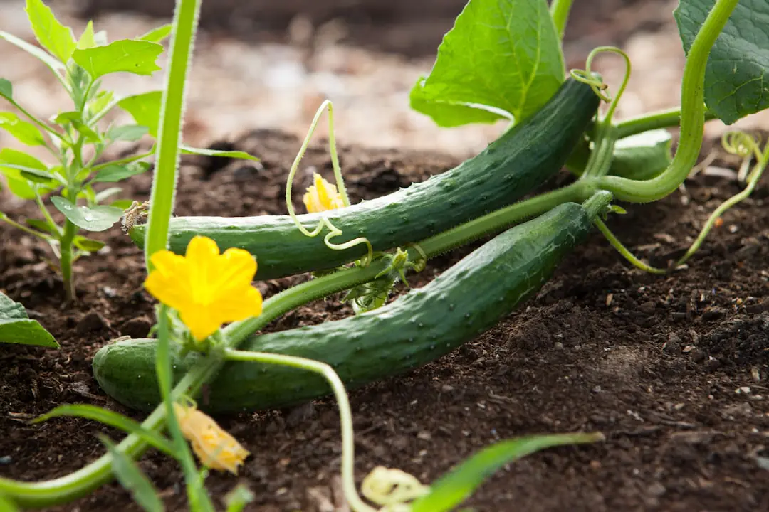 Plant de courgette sain et paillé au potager, portant des fleurs jaunes et de jeunes fruits verts