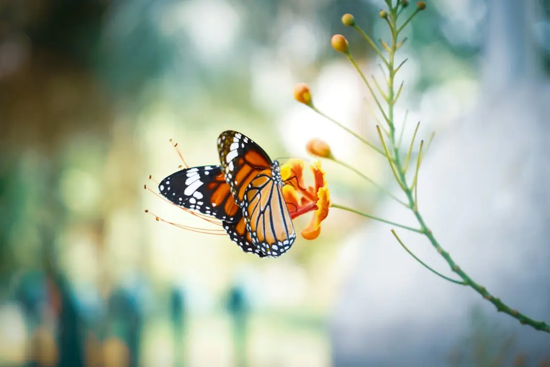 Un papillon posé sur des scabieuses violettes dans un massif ensoleillé et naturel de jardin français