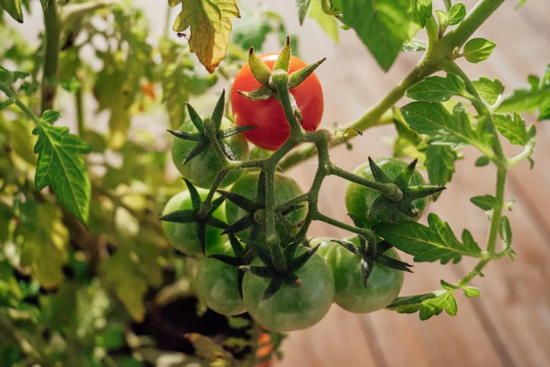 Plant de tomate tuteuré en cours de plantation dans un potager français, avec compost et paillage au sol